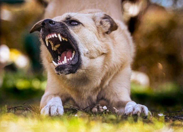 how to stop dog barking