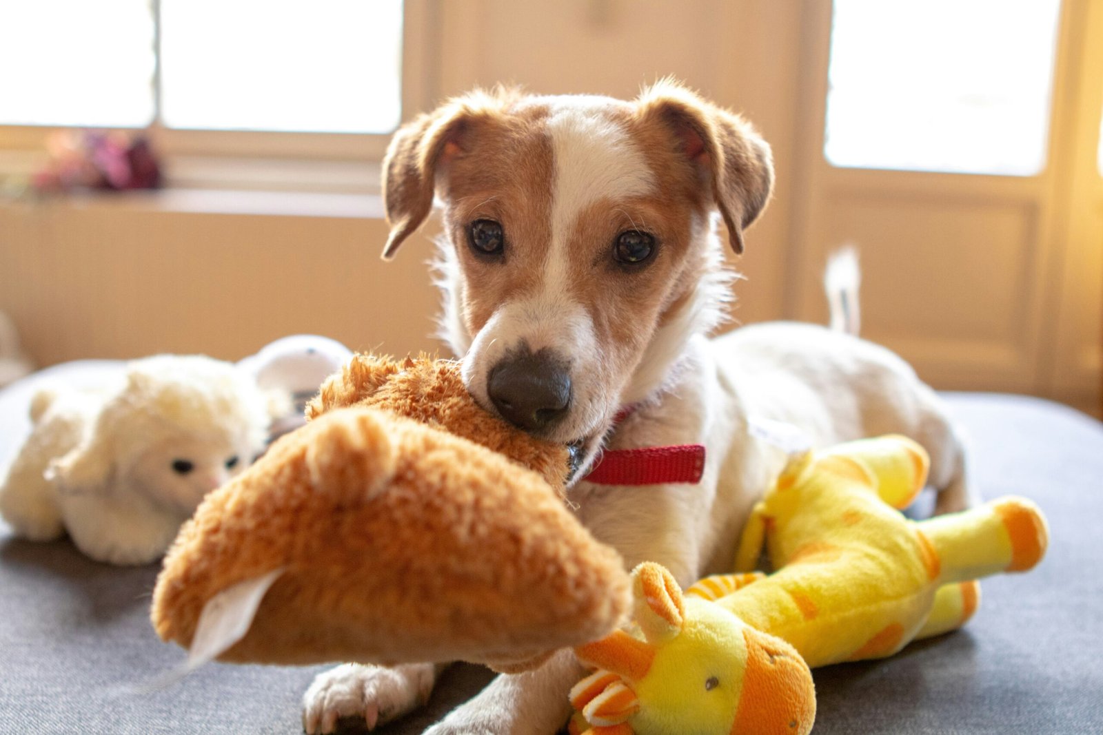 how to stop dogs from chewing things