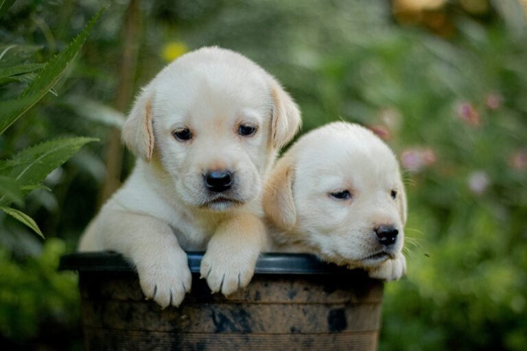 English Labrador vs American Labrador: The Real Differences