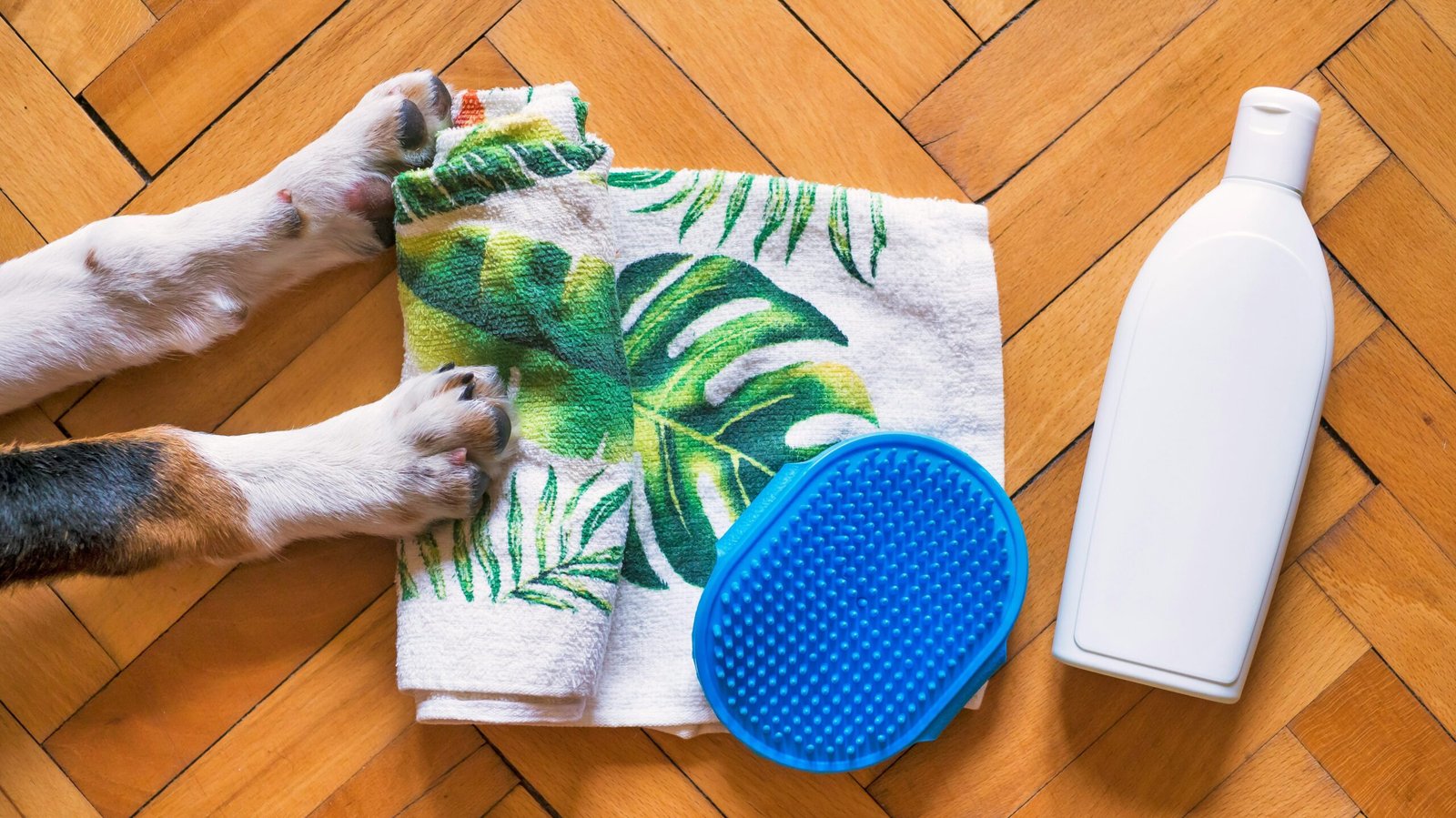 how to potty train a golden retriever puppy