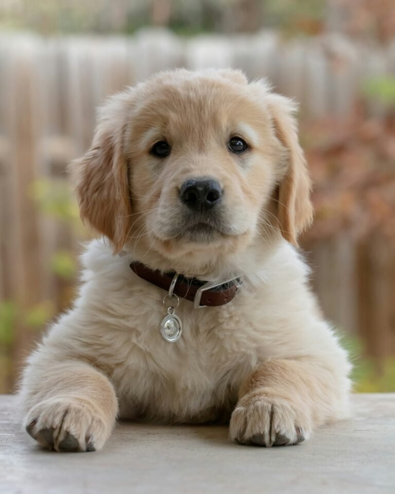 how to potty train a golden retriever puppy