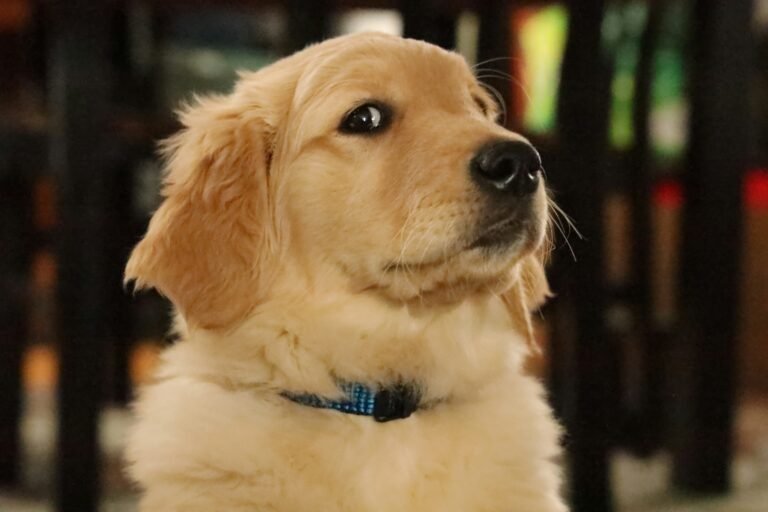 Golden Retriever Puppy Training: The Full Timeline