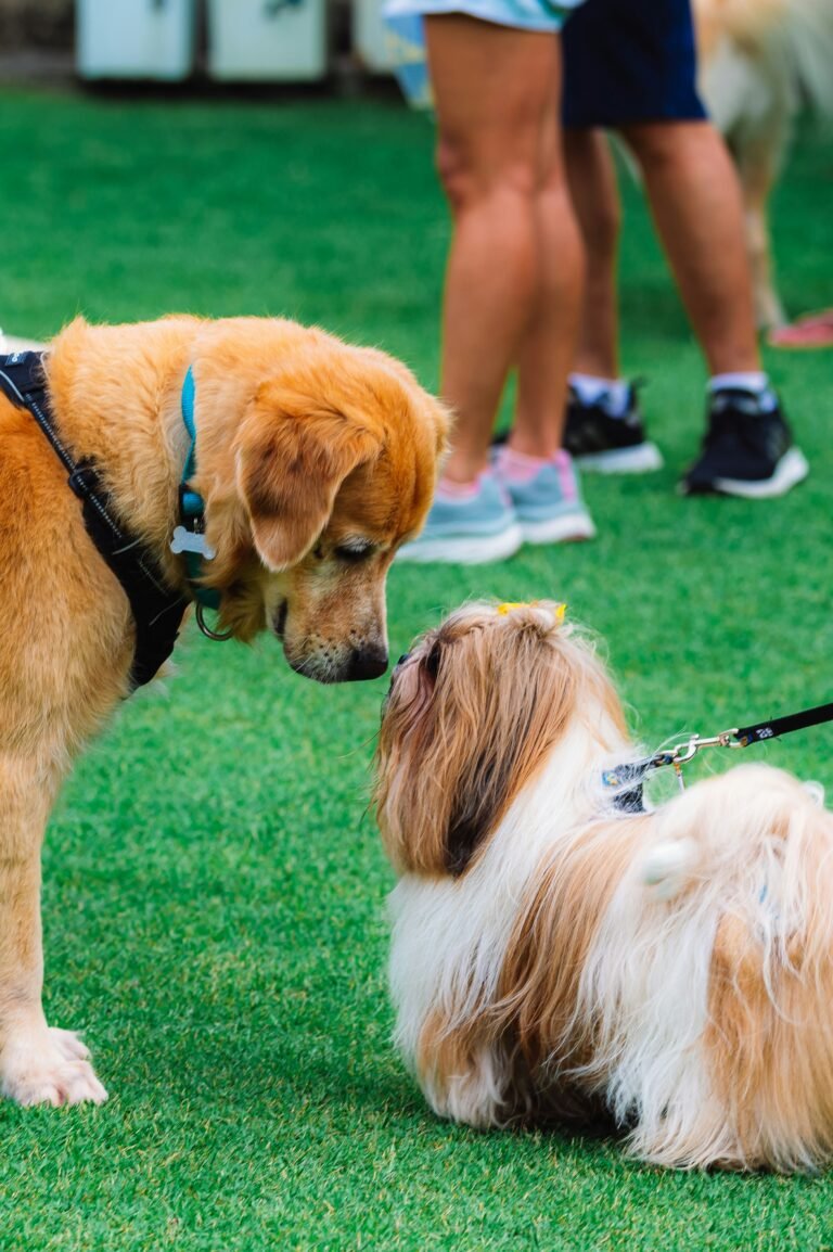 Labrador Retriever Lifespan: How Long They Live and Why