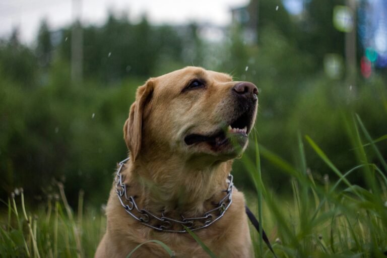 Labrador Retriever Temperament: Personality Traits Explained