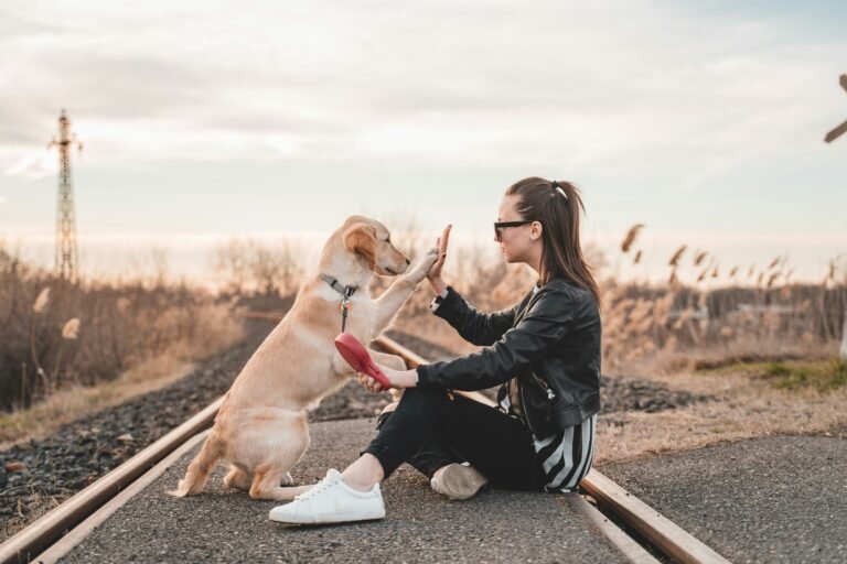 labrador retriever training