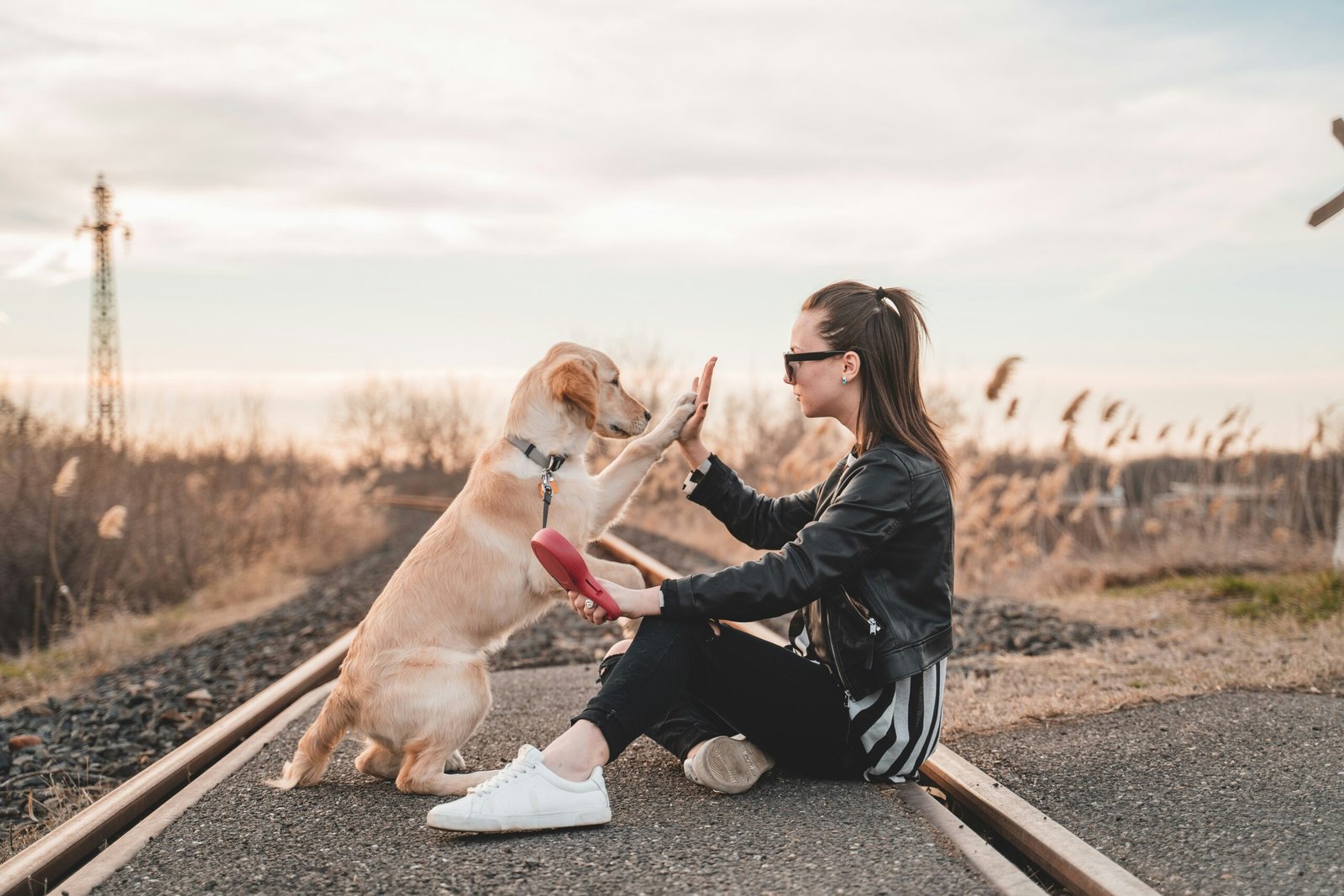 labrador retriever training