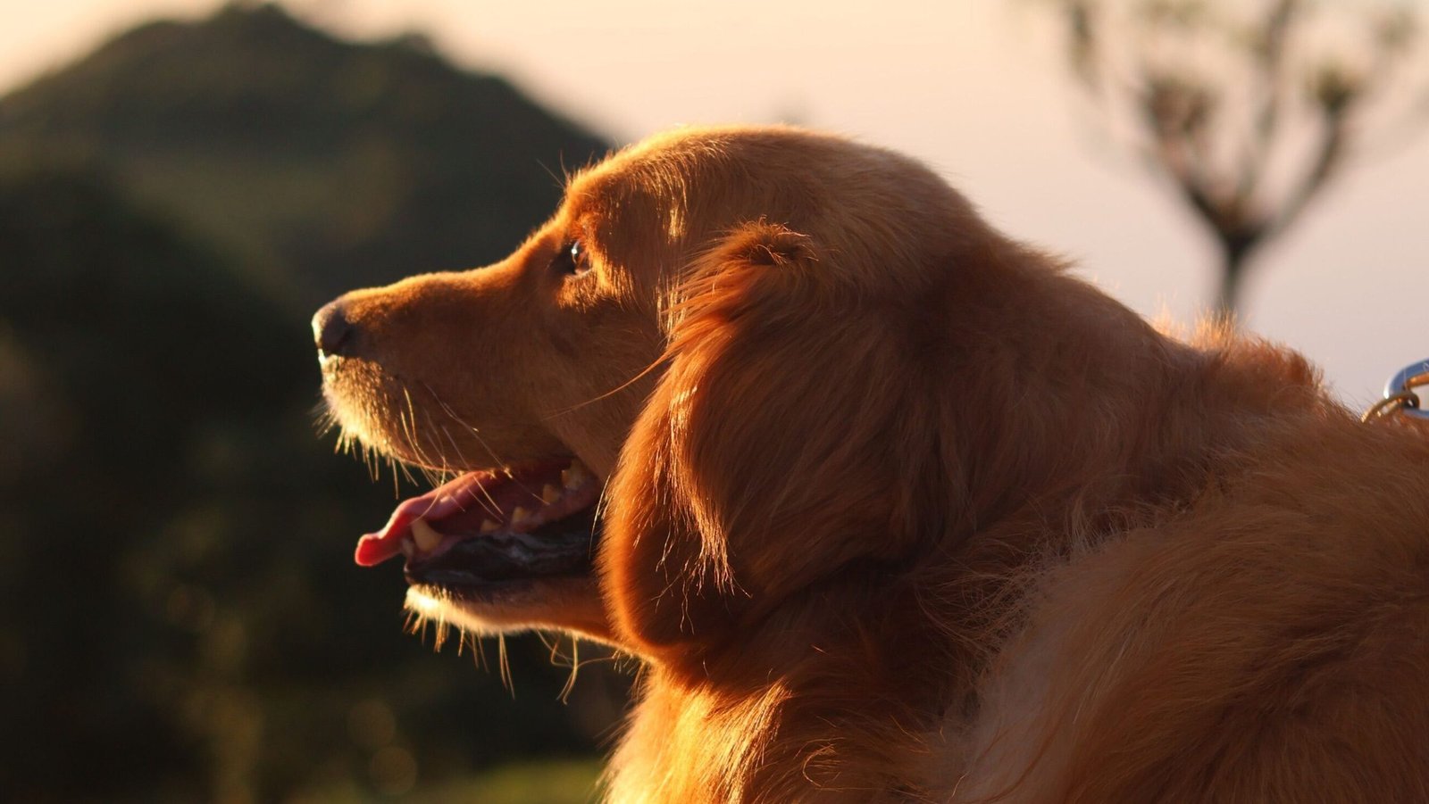 how to potty train a golden retriever puppy