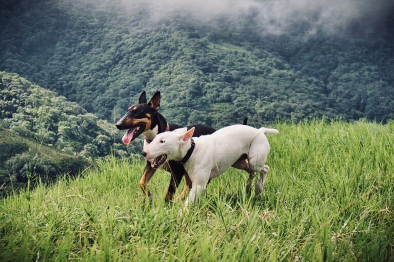 Bull Terrier Temperament: What This Breed Is Really Like