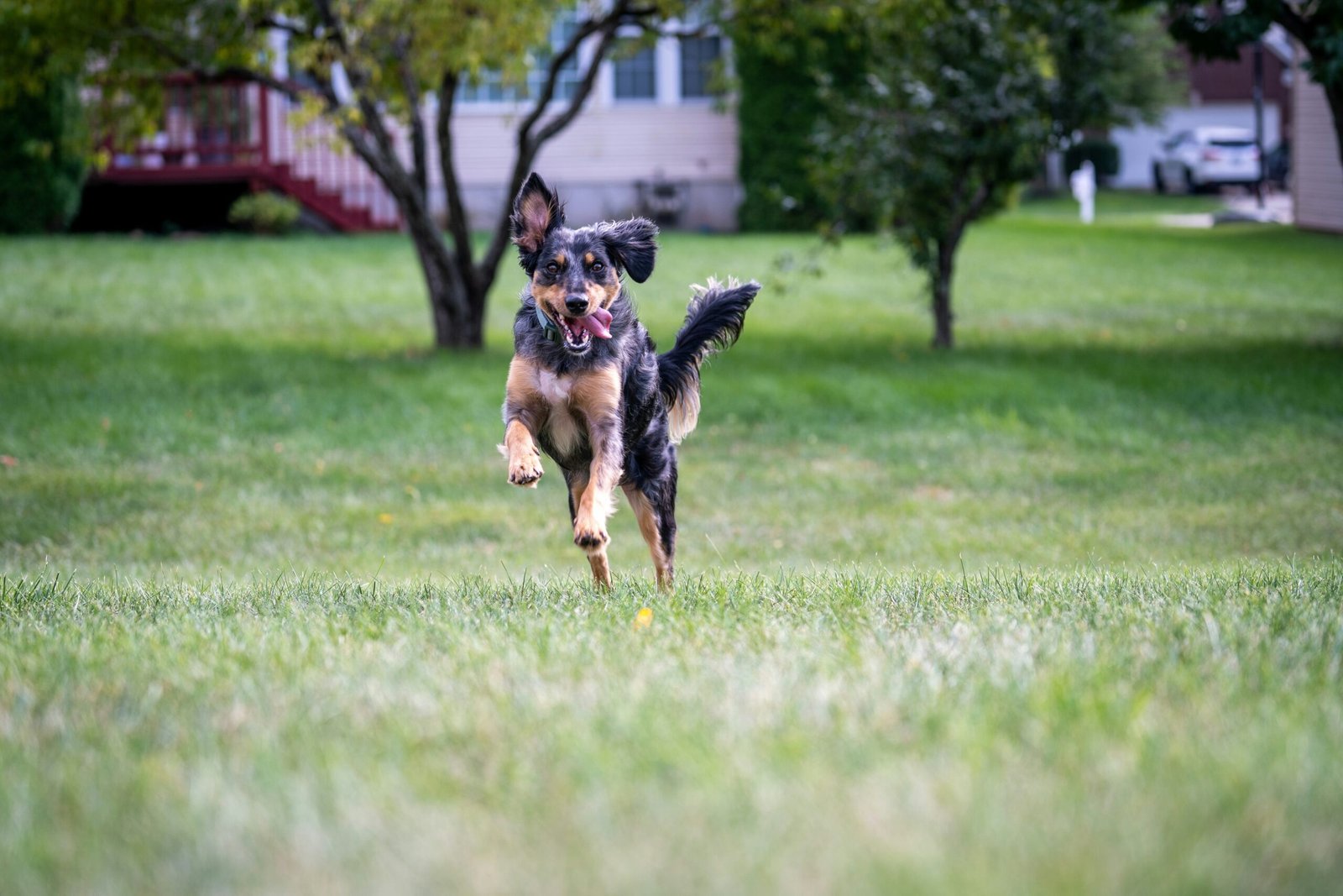 dog training guide