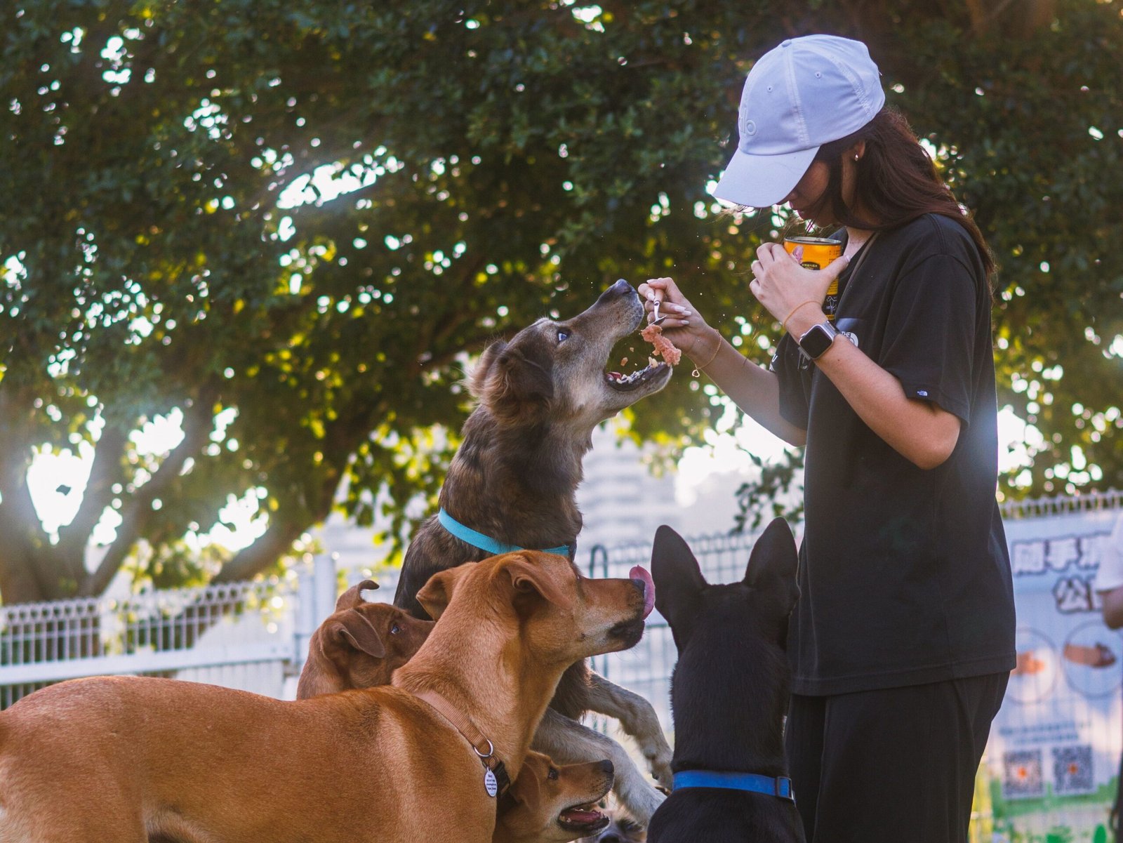 Bull Terrier Temperament