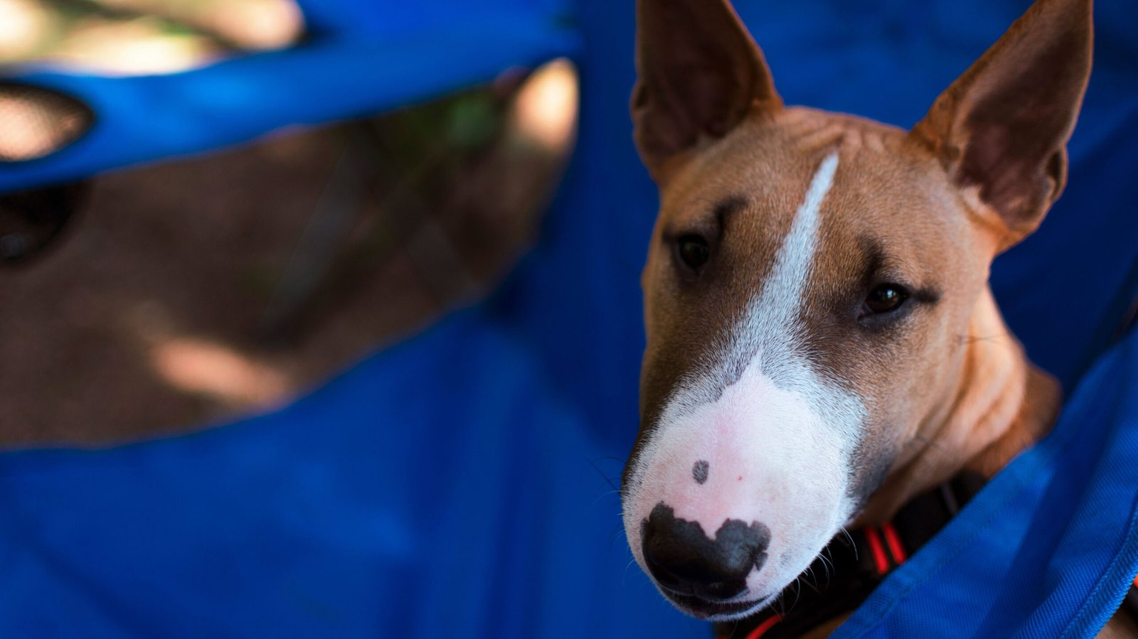 Bull Terrier Temperament